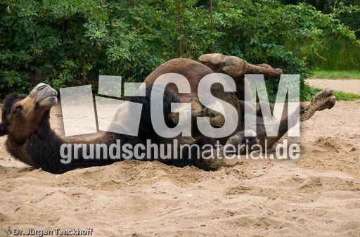 Kamel (20 von 108).jpg